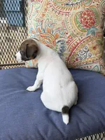 George, a male Jack Russell Terrier for sale in Gaffney, SC – 3 of 4