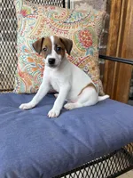 Ollie, a male Jack Russell Terrier for sale in Gaffney, SC – 2 of 3