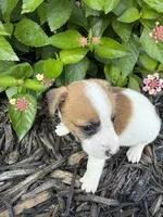 Hazel, a female Jack Russell Terrier for sale in Gaffney, SC – 2 of 6
