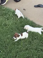 Casper, a male Jack Russell Terrier for sale in Gaffney, SC – 3 of 4