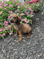 Rory, a male Rhodesian Ridgeback for sale in Gaffney, SC – 4 of 5