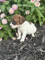 Glory, a female Jack Russell Terrier for sale in Gaffney, SC – 4 of 4