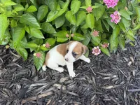 Hazel, a female Jack Russell Terrier for sale in Gaffney, SC – 5 of 6