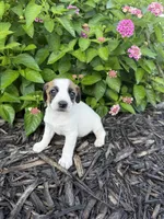 Harper, a female Jack Russell Terrier for sale in Gaffney, SC – 3 of 7