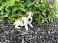 Harry, a male Jack Russell Terrier for sale in Gaffney, SC – 2 of 5