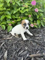 Hank, a male Jack Russell Terrier for sale in Gaffney, SC – 6 of 8