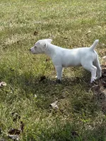 Sassy, a female Jack Russell Terrier for sale in Gaffney, SC – 3 of 5