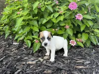 Hank, a male Jack Russell Terrier for sale in Gaffney, SC – 2 of 8