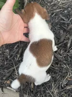 Glory, a female Jack Russell Terrier for sale in Gaffney, SC – 3 of 4