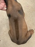 Rory, a male Rhodesian Ridgeback for sale in Gaffney, SC – 5 of 5