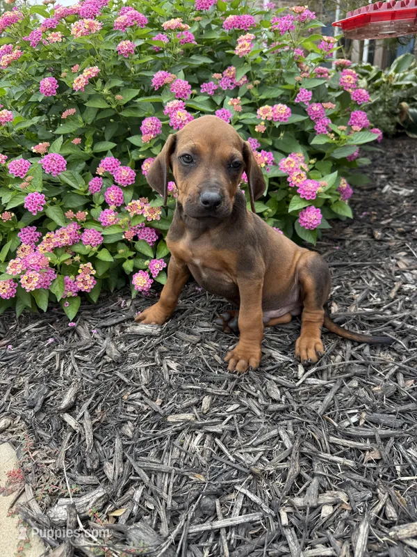 Rory – Rhodesian Ridgeback puppy for sale in Gaffney, SC