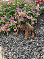 Rory, a male Rhodesian Ridgeback for sale in Gaffney, SC – 1 of 5