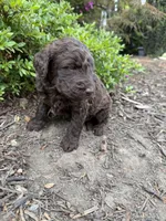 Gavin, a male Goldendoodle for sale in Gaffney, SC – Photo 3 of 6