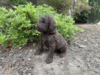 Gavin, a male Goldendoodle for sale in Gaffney, SC – Photo 2 of 6