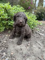 Gavin, a male Goldendoodle for sale in Gaffney, SC – Photo 1 of 6