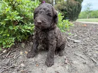 Gavin, a male Goldendoodle for sale in Gaffney, SC – Photo 5 of 6