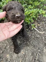 Gavin, a male Goldendoodle for sale in Gaffney, SC – Photo 4 of 6
