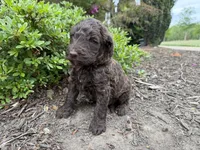 Gavin, a male Goldendoodle for sale in Gaffney, SC – Photo 6 of 6