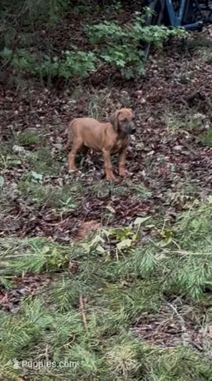 Helga – Rhodesian Ridgeback puppy for sale in Gaffney, SC