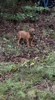 Helga, a female Rhodesian Ridgeback for sale in Gaffney, SC – 1 of 4