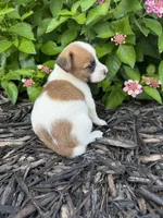 Hazel, a female Jack Russell Terrier for sale in Gaffney, SC – 3 of 6