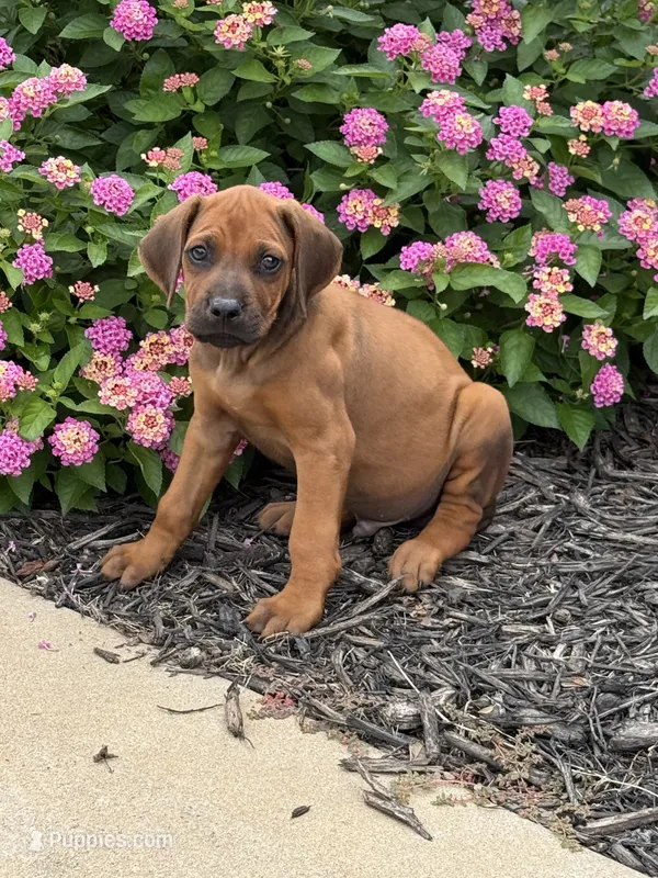 Ryker – Rhodesian Ridgeback puppy for sale in Gaffney, SC