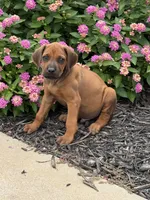 Ryker, a male Rhodesian Ridgeback for sale in Gaffney, SC – 1 of 4