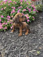 Rory, a male Rhodesian Ridgeback for sale in Gaffney, SC – 2 of 5