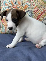 George, a male Jack Russell Terrier for sale in Gaffney, SC – 1 of 4