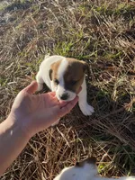 Jack, a male Jack Russell Terrier for sale in Gaffney, SC – Photo 2 of 4