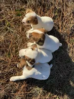 Jack, a male Jack Russell Terrier for sale in Gaffney, SC – Photo 3 of 4