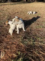 Jack, a male Jack Russell Terrier for sale in Gaffney, SC – Photo 4 of 4