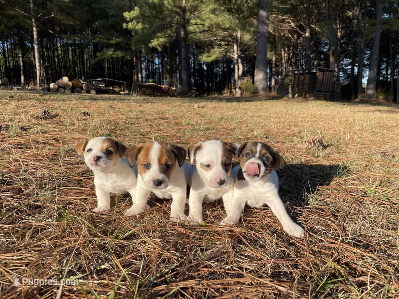 Jack, a male Jack Russell Terrier for sale in Gaffney, SC – Photo 1 of 4