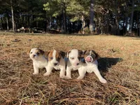 Jack, a male Jack Russell Terrier for sale in Gaffney, SC – Photo 1 of 4