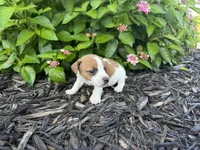 Harry, a male Jack Russell Terrier for sale in Gaffney, SC – 3 of 5