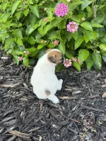 Hank, a male Jack Russell Terrier for sale in Gaffney, SC – 4 of 8