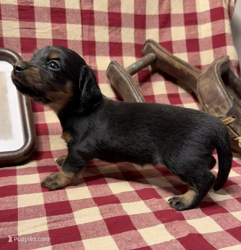 AKC Female – Miniature Dachshund puppy for sale in Strawberry, AR