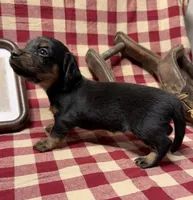 AKC Female, a female Miniature Dachshund for sale in Strawberry, AR – 1 of 7