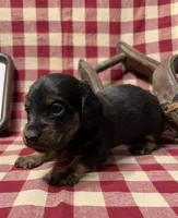 AKC Female, a female Miniature Dachshund for sale in Strawberry, AR – 5 of 7