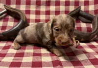AKC Male, a male Miniature Dachshund for sale in Strawberry, AR – 2 of 10