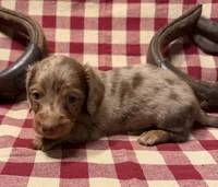 AKC Male, a male Miniature Dachshund for sale in Strawberry, AR – 3 of 10