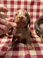 AKC Male, a male Miniature Dachshund for sale in Strawberry, AR – 7 of 10