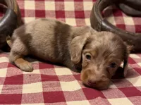 AKC Male, a male Miniature Dachshund for sale in Strawberry, AR – 5 of 10