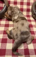 AKC Male, a male Miniature Dachshund for sale in Strawberry, AR – 10 of 10