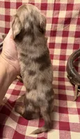 AKC Male, a male Miniature Dachshund for sale in Strawberry, AR – 8 of 10