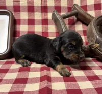 AKC Female, a female Miniature Dachshund for sale in Strawberry, AR – 4 of 7