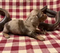 AKC Male, a male Miniature Dachshund for sale in Strawberry, AR – 9 of 10