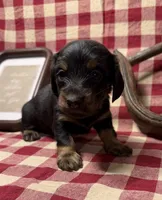 AKC Female, a female Miniature Dachshund for sale in Strawberry, AR – 6 of 7