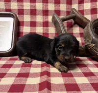 AKC Female, a female Miniature Dachshund for sale in Strawberry, AR – 7 of 7