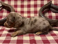 AKC Male, a male Miniature Dachshund for sale in Strawberry, AR – 6 of 10